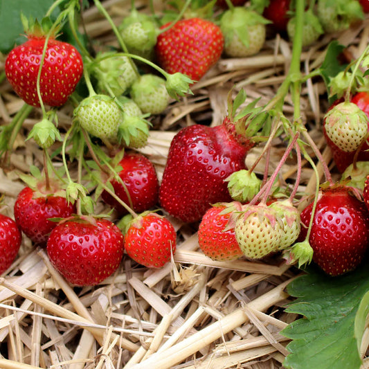 Strawberry Plants - Earliglow June-Bearing