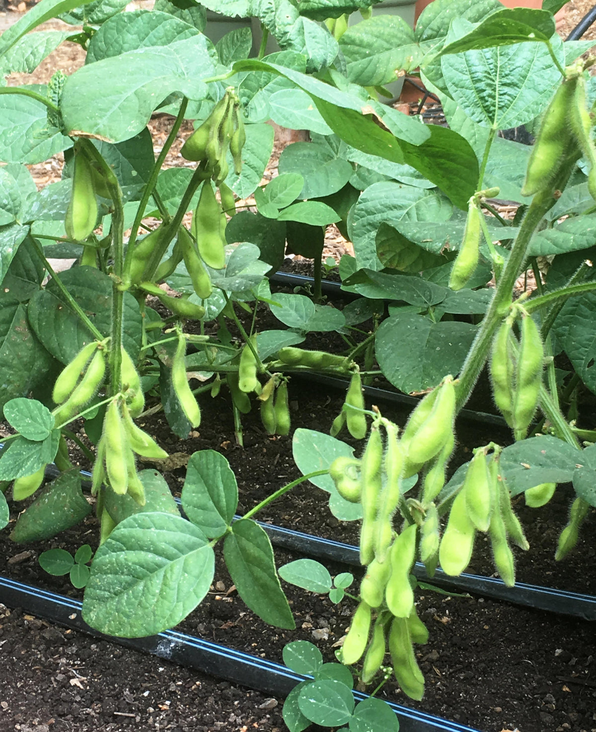 Fresh Soy Beans - Edamame