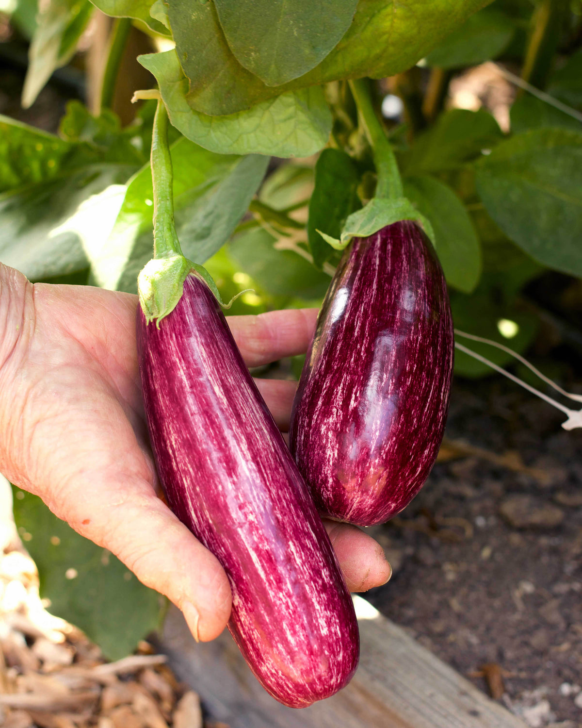 Italian Striped Eggplant - Roxanne