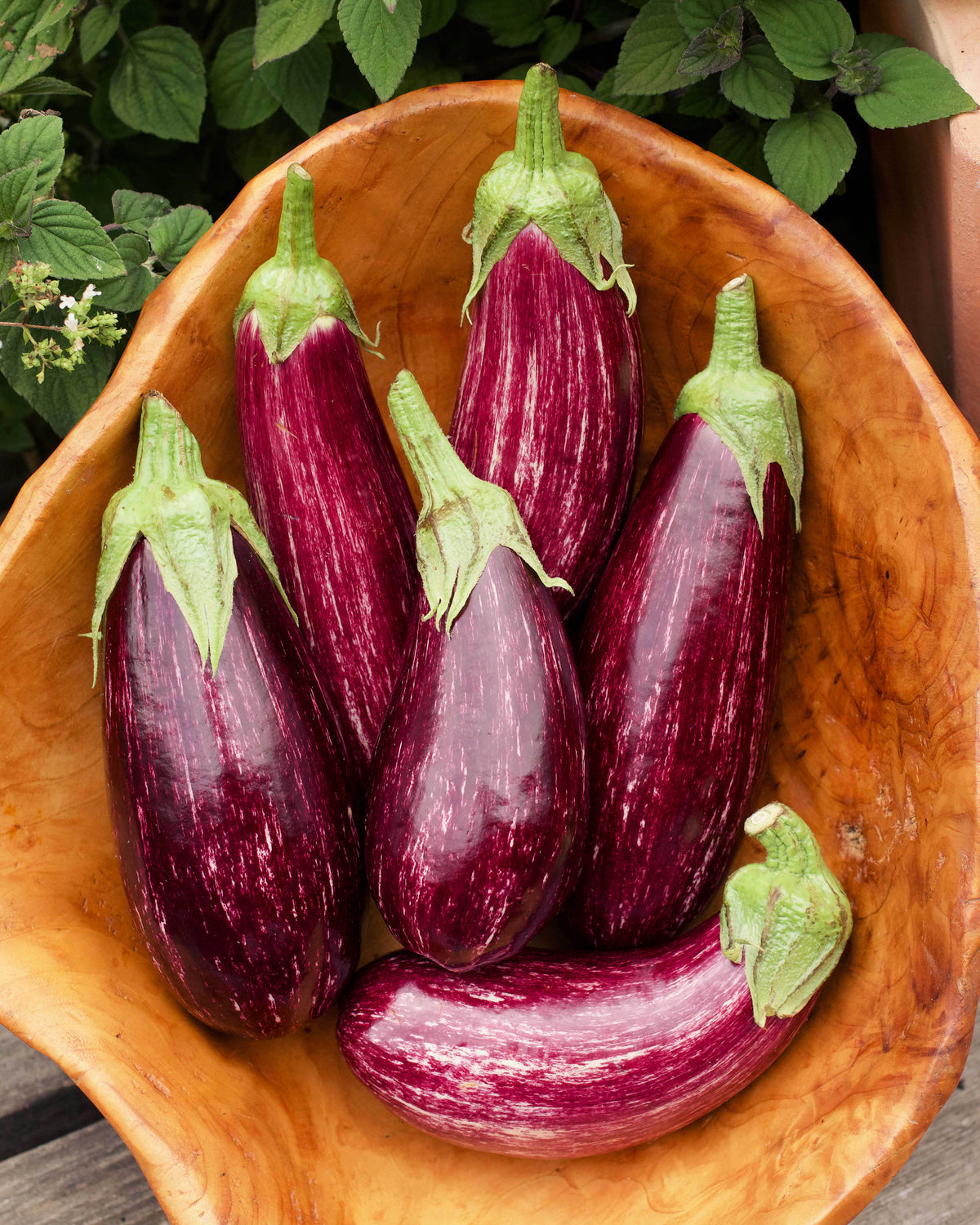 Italian Striped Eggplant - Roxanne