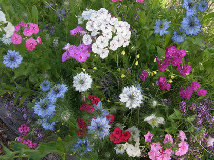 Special Seed Blends - Fairy Garden Mix
