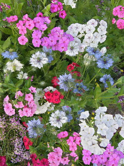 Special Seed Blends - Fairy Garden Mix