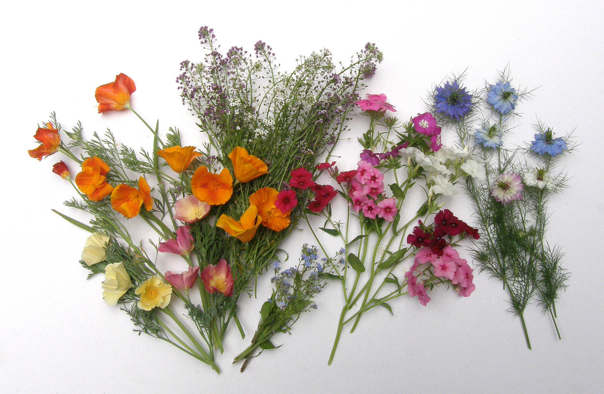 Special Seed Blends - Fairy Garden Mix