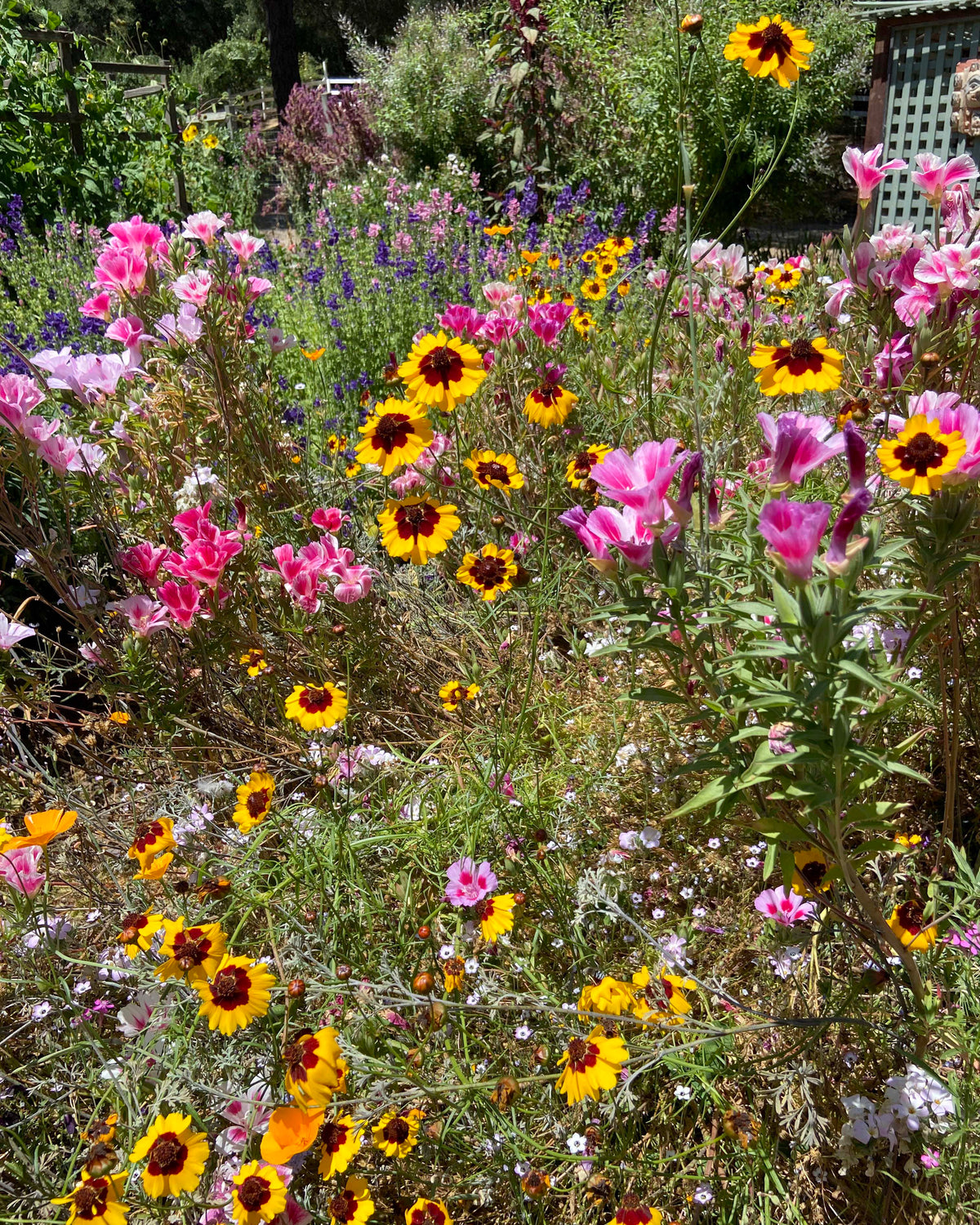 Bonus Pack - Firewise Garden Mix Landscape Defense