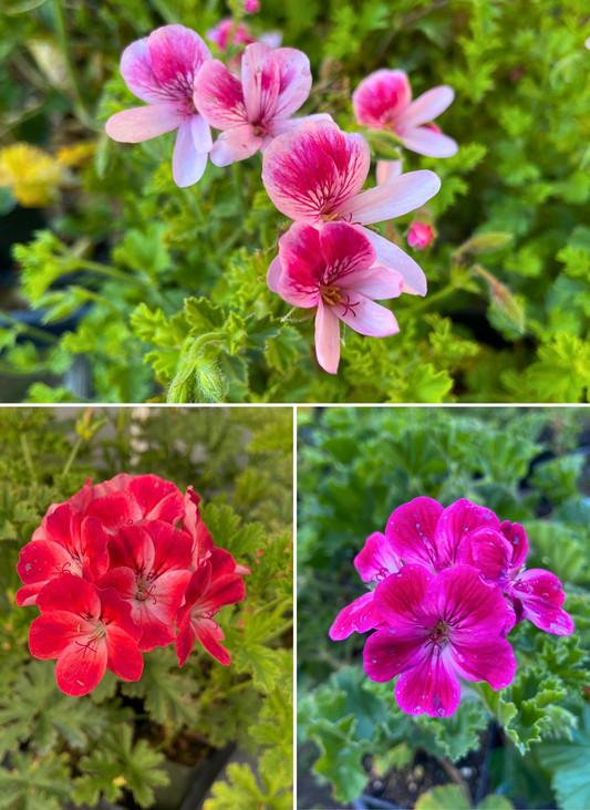 Scented Geraniums - Fruit Cocktail