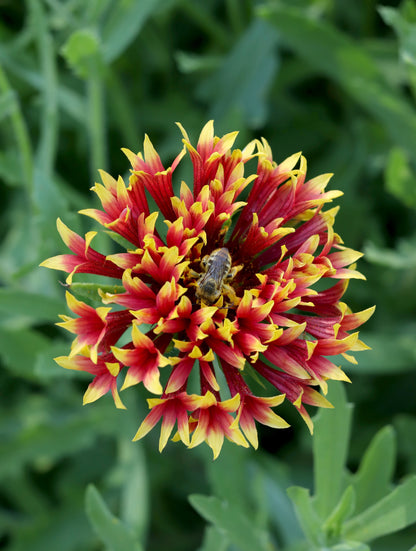 Double Gaillardia - Whirligig