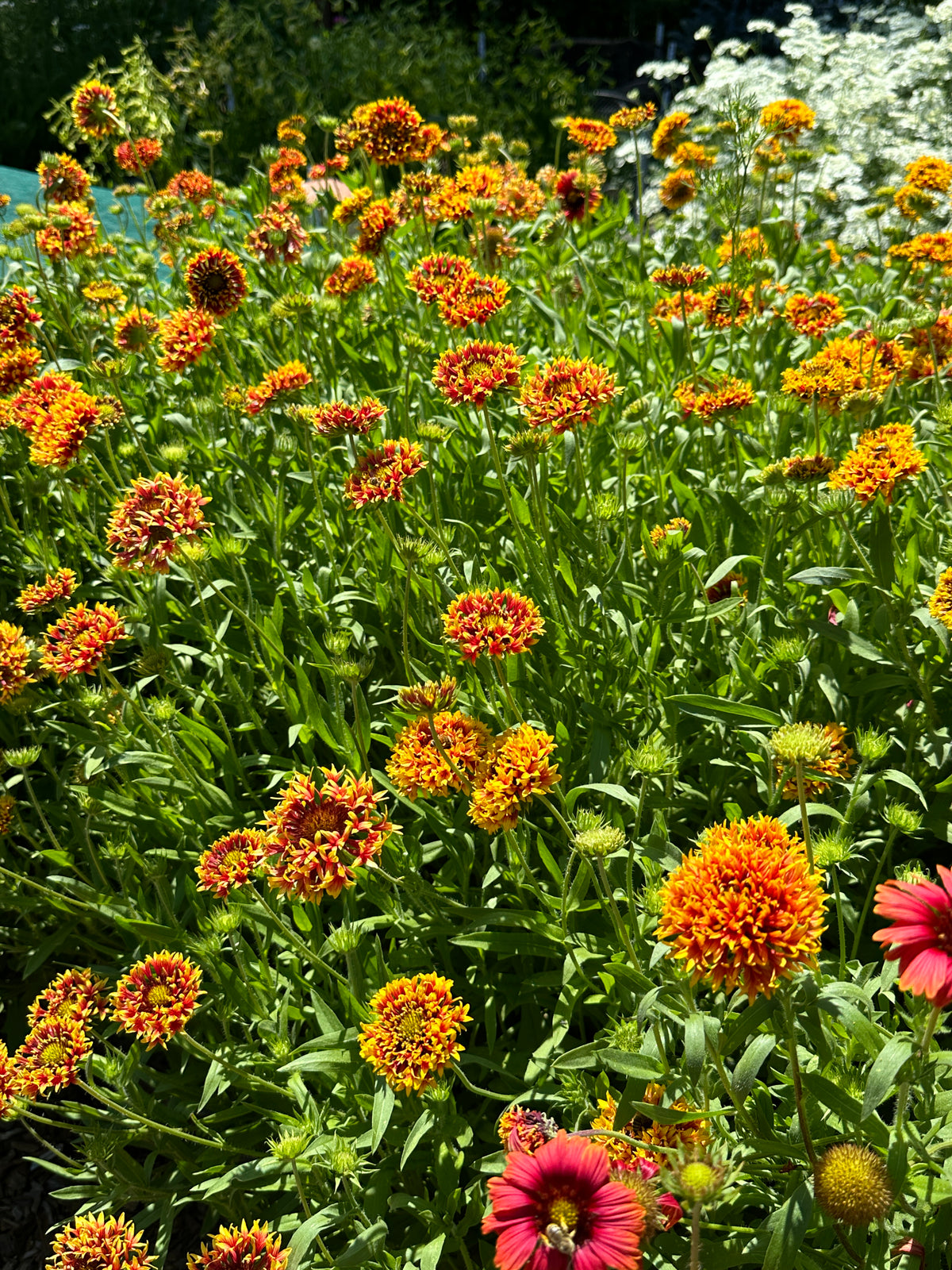 Double Gaillardia - Whirligig