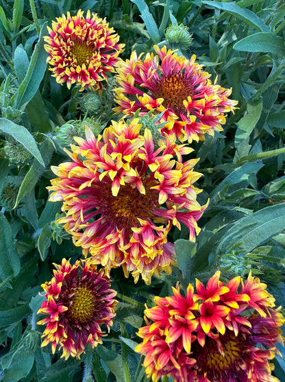 Double Gaillardia - Whirligig
