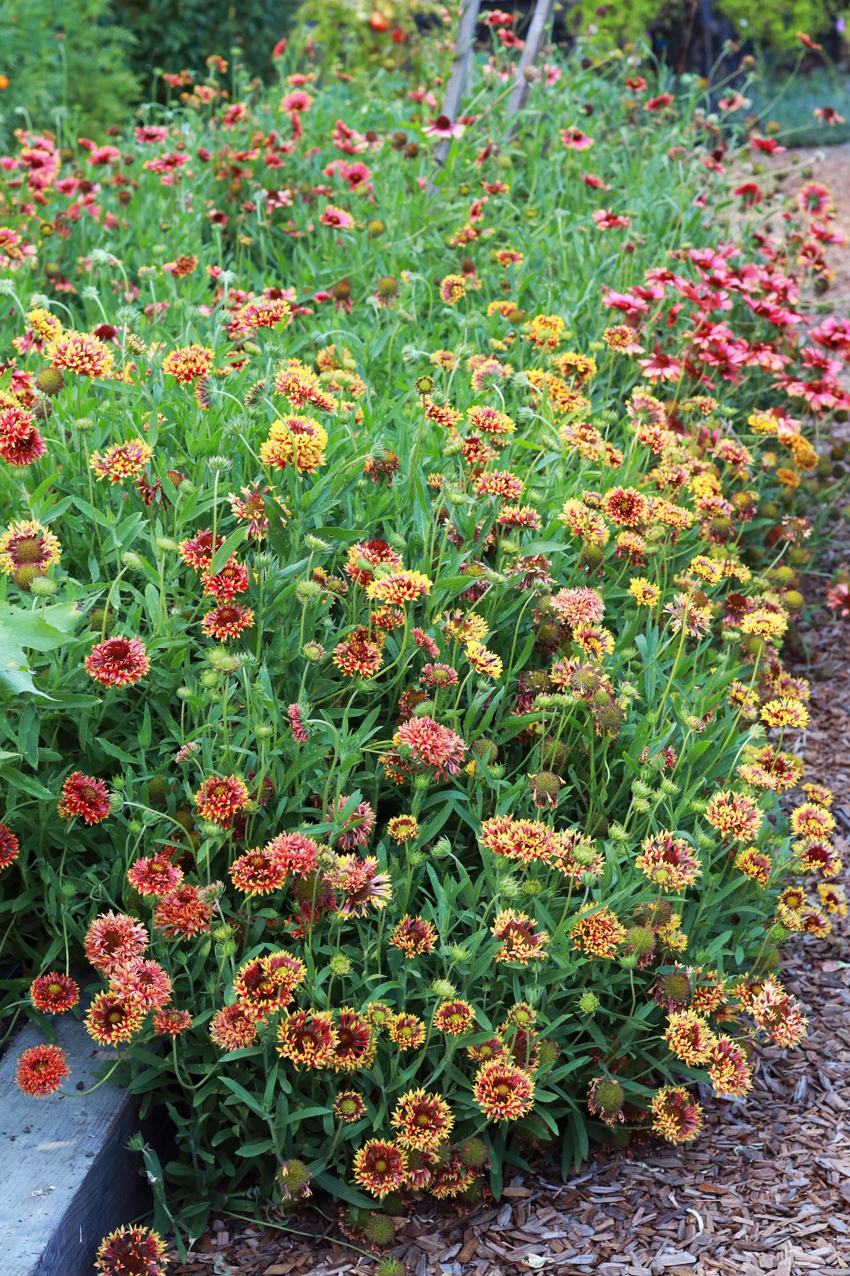 Double Gaillardia - Whirligig