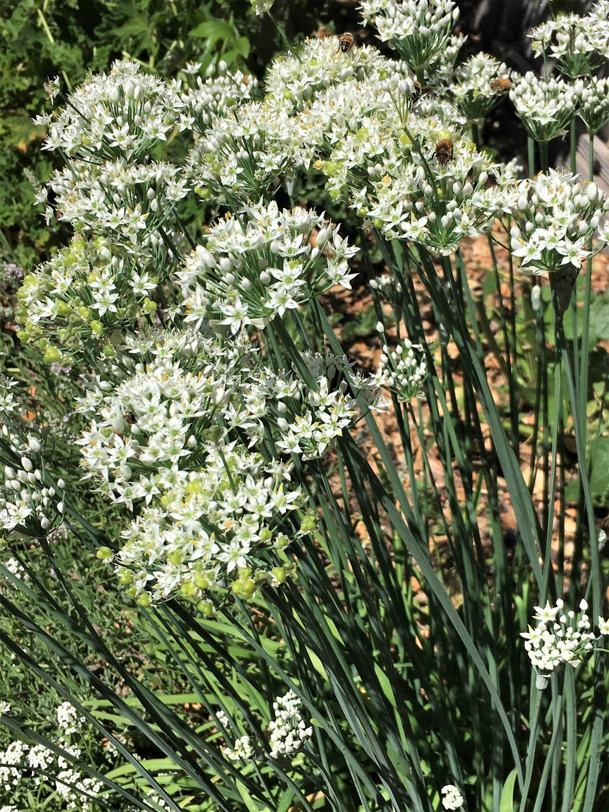 Heirloom Herbs - Garlic Chives Organic