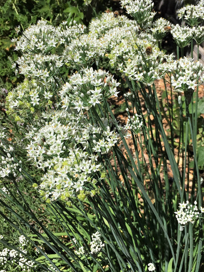 Heirloom Herbs - Garlic Chives Organic