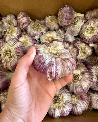 Seed Garlic - Russian Red
