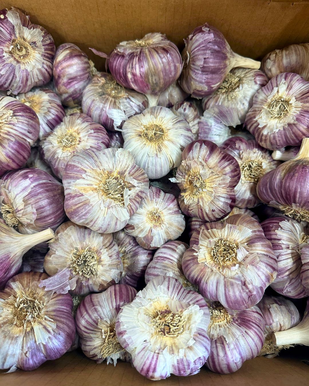Seed Garlic - Russian Red