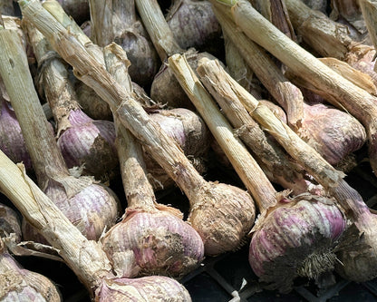 Seed Garlic - Killarney Red