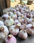 Seed Garlic - Killarney Red