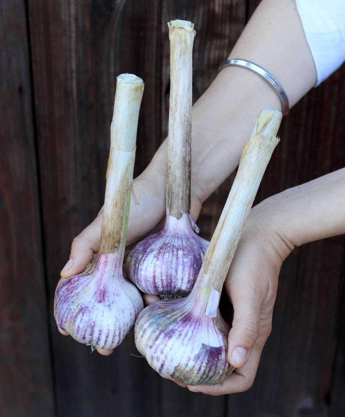 Seed Garlic - Spanish Roja