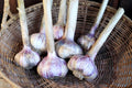 Seed Garlic - Spanish Roja
