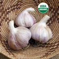 Seed Garlic - German Porcelain Extra Hardy Organic