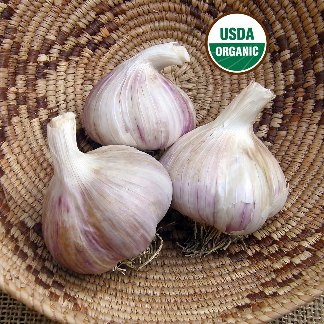 Seed Garlic - German Porcelain Extra Hardy Organic