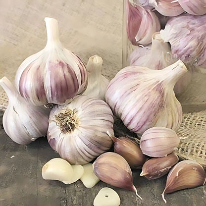 Seed Garlic - German Red
