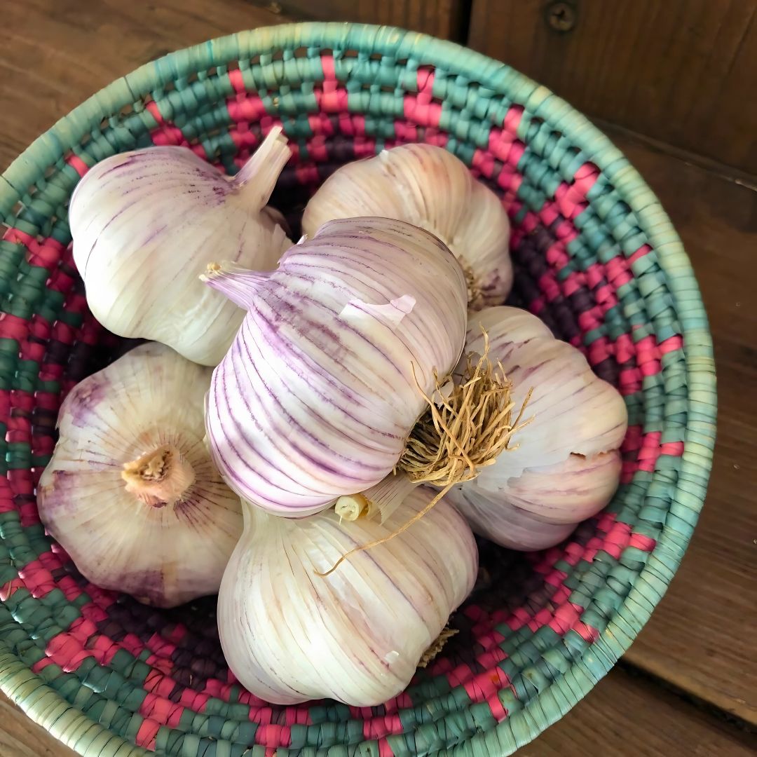 Seed Garlic - German Red
