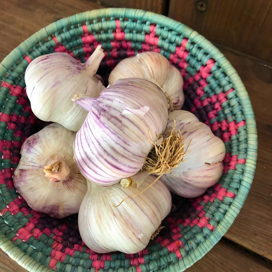 Seed Garlic - German Red