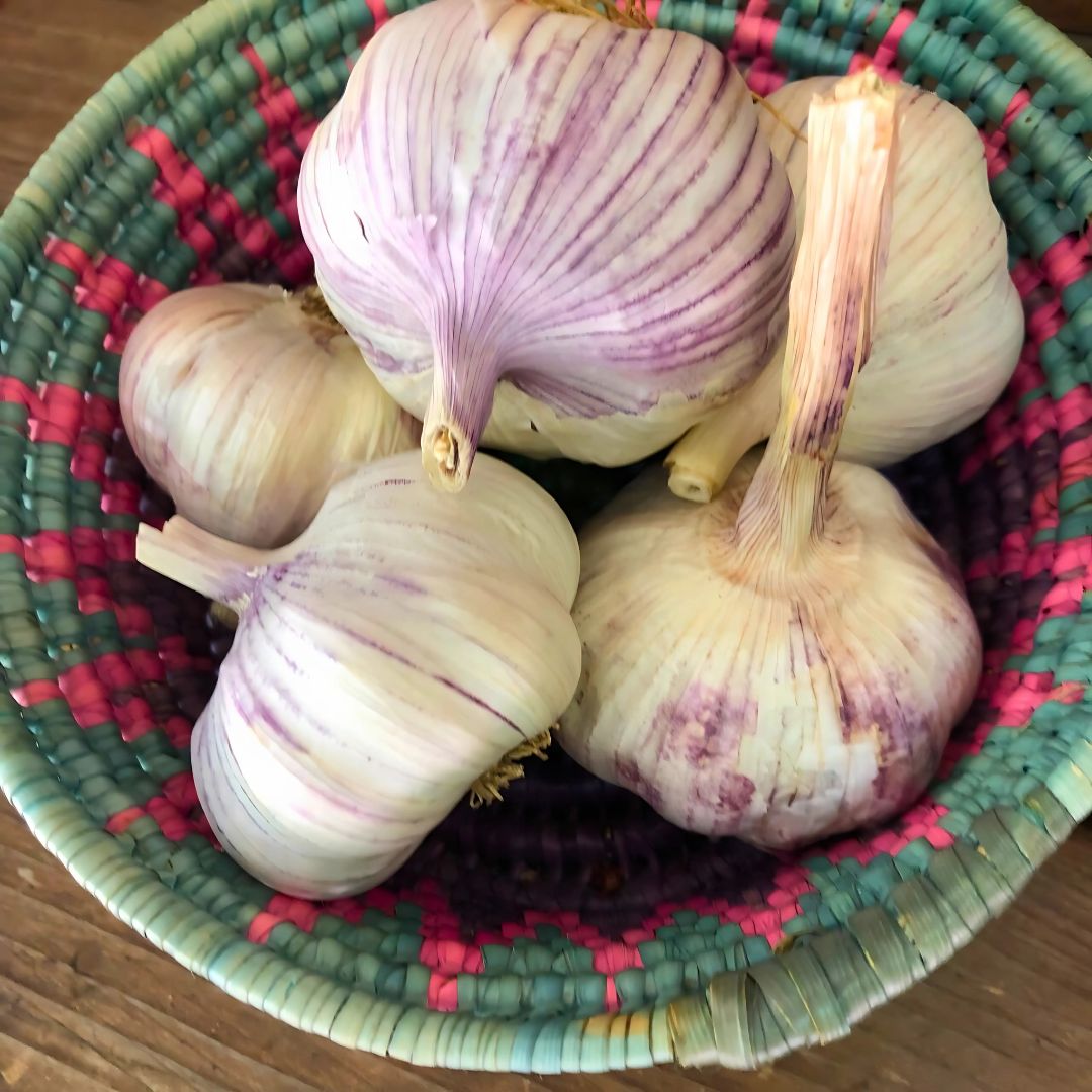 Seed Garlic - German Red