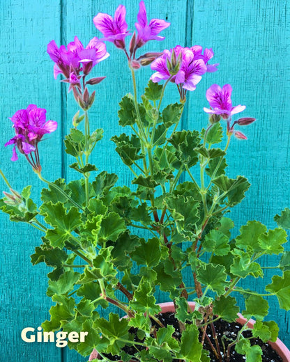 Scented Geraniums - Spice