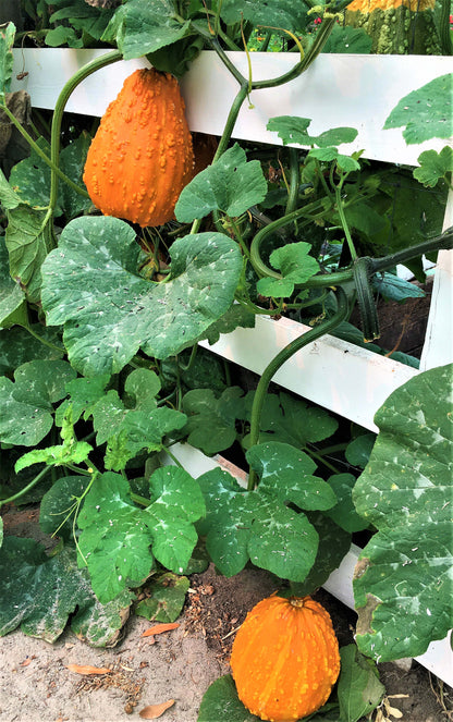 Giant Harvest Gourds - Lunch Lady