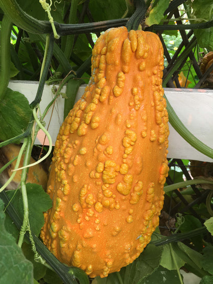 Giant Harvest Gourds - Lunch Lady