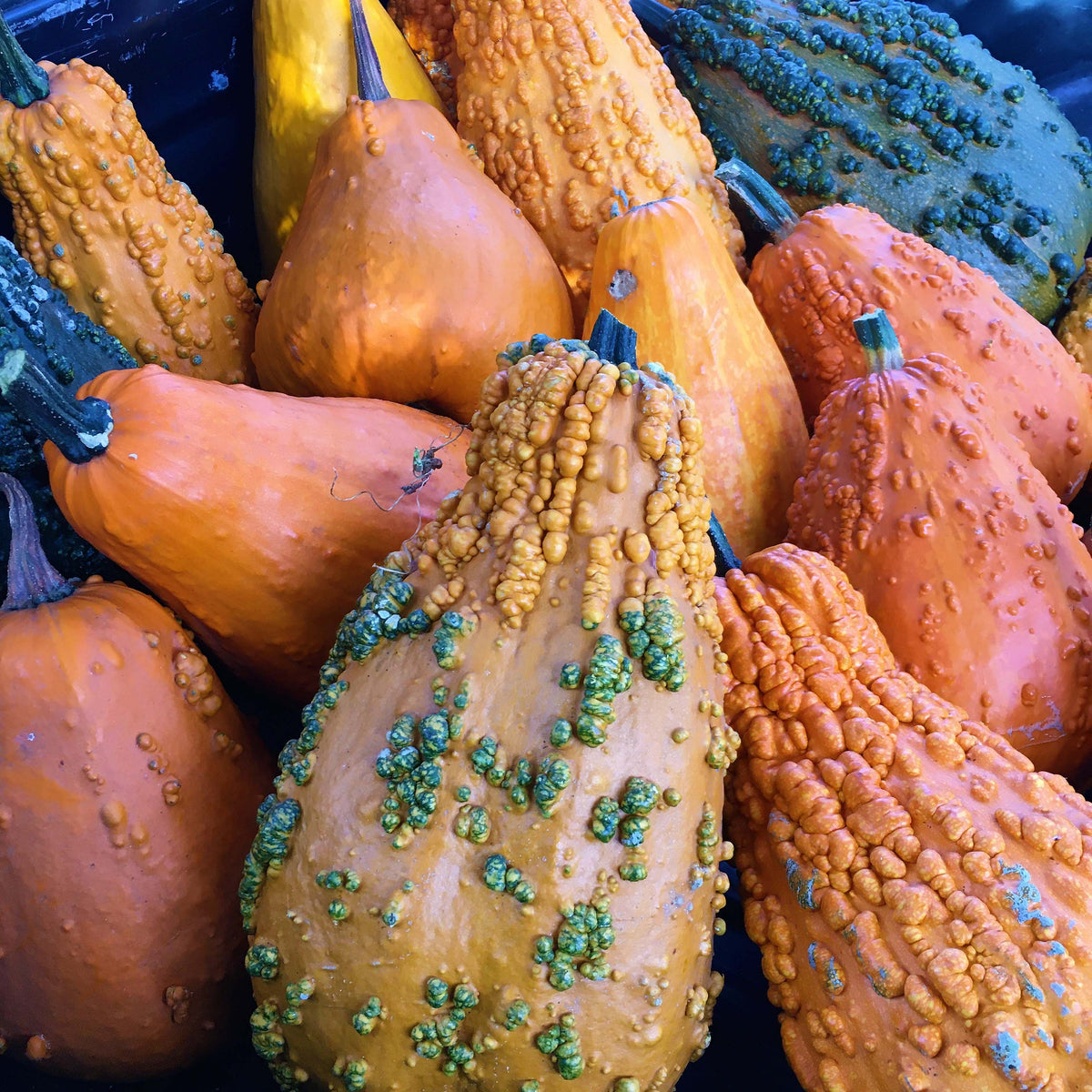 Giant Harvest Gourds - Lunch Lady