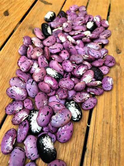 Edible Container Flowers - Hestia Dwarf Runner Beans