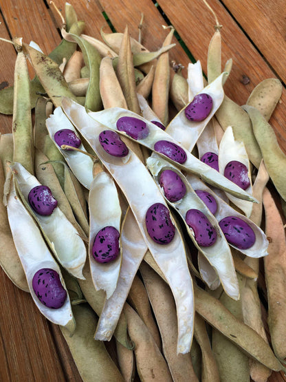 Edible Container Flowers - Hestia Dwarf Runner Beans