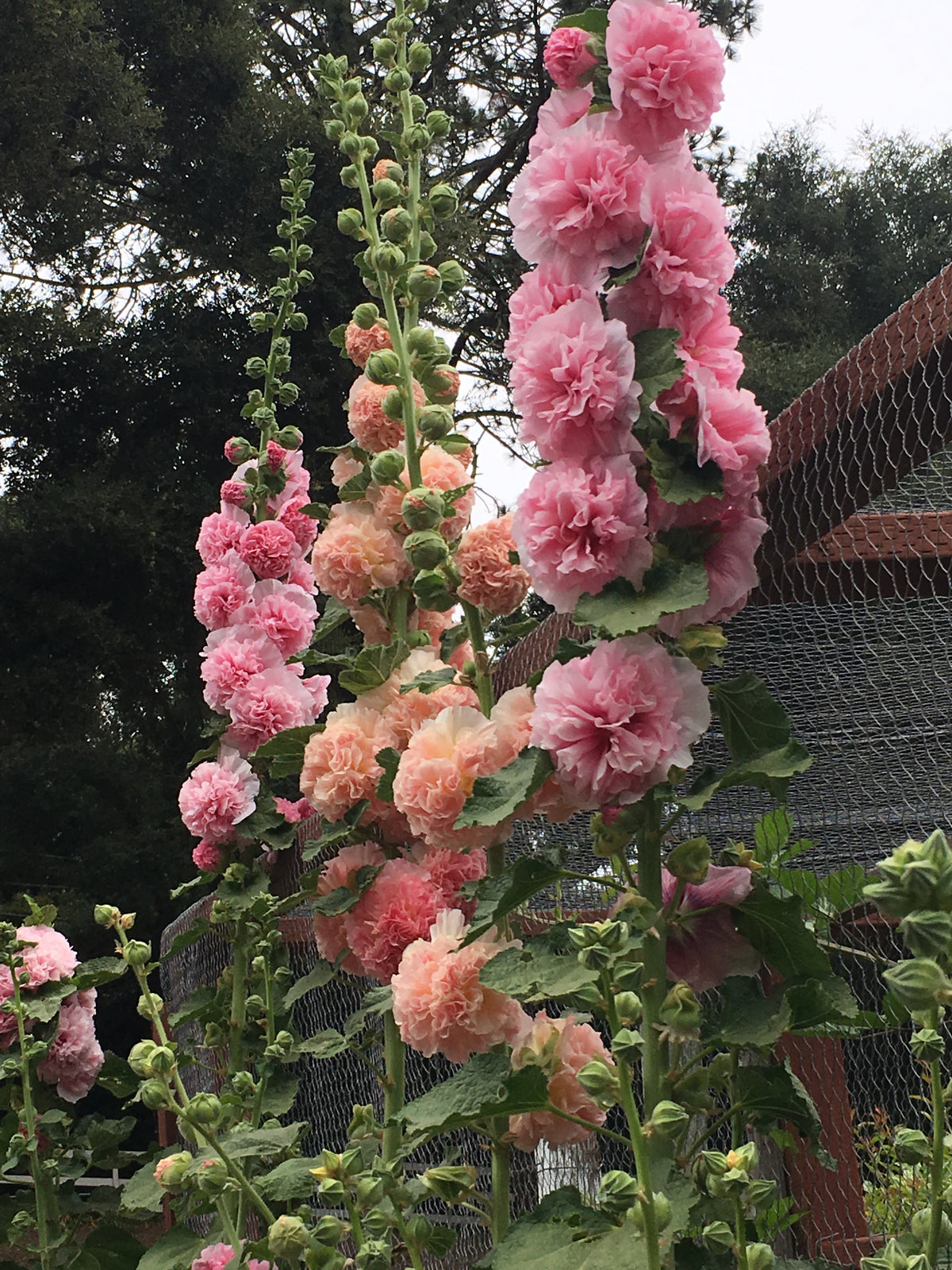 Pom Pom Hollyhocks - Apricot-Peach Parfait