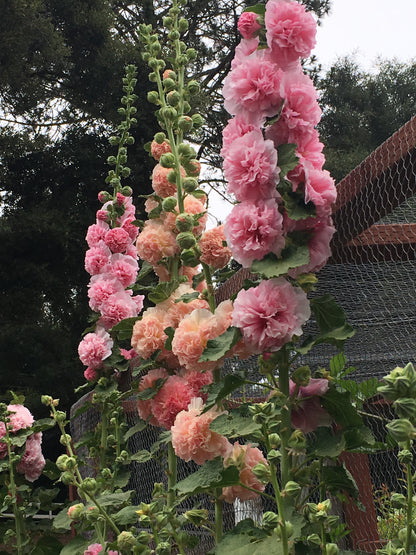 Pom Pom Hollyhocks - Apricot-Peach Parfait