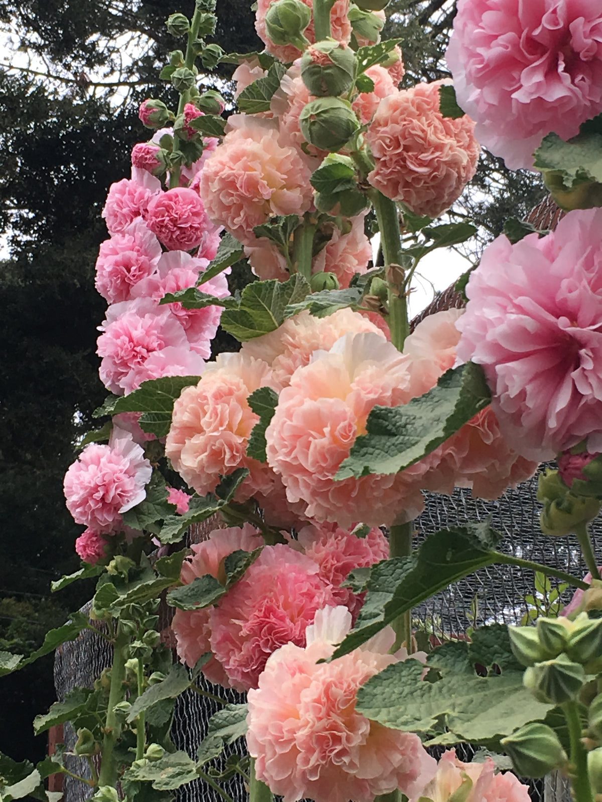 Pom Pom Hollyhocks - Apricot-Peach Parfait