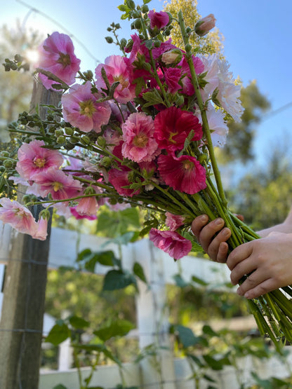 Heirloom Hollyhocks - Indian Spring