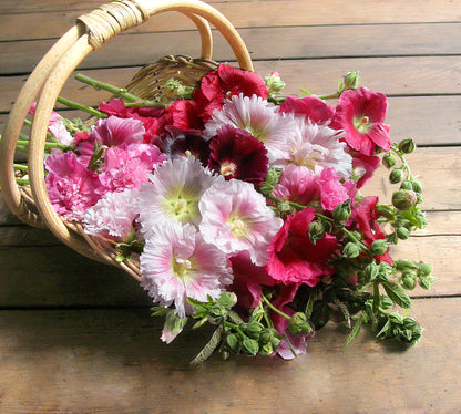 Heirloom Hollyhocks - Indian Spring