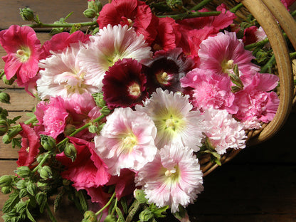 Heirloom Hollyhocks - Indian Spring