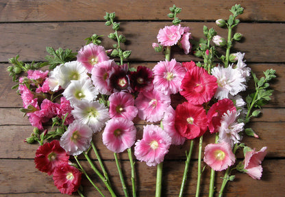 Heirloom Hollyhocks - Indian Spring
