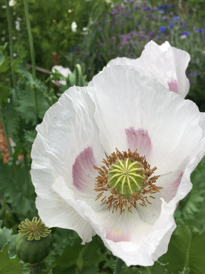 Heirloom Poppies - Hungarian Breadseed