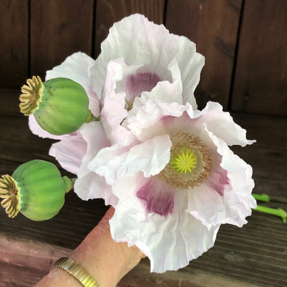 Heirloom Poppies - Hungarian Breadseed