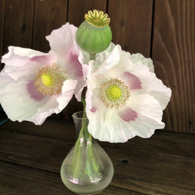 Heirloom Poppies - Hungarian Breadseed
