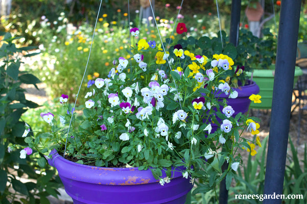 Petite Violas - Fairyland
