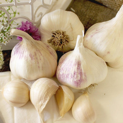 Seed Garlic - Italian Early