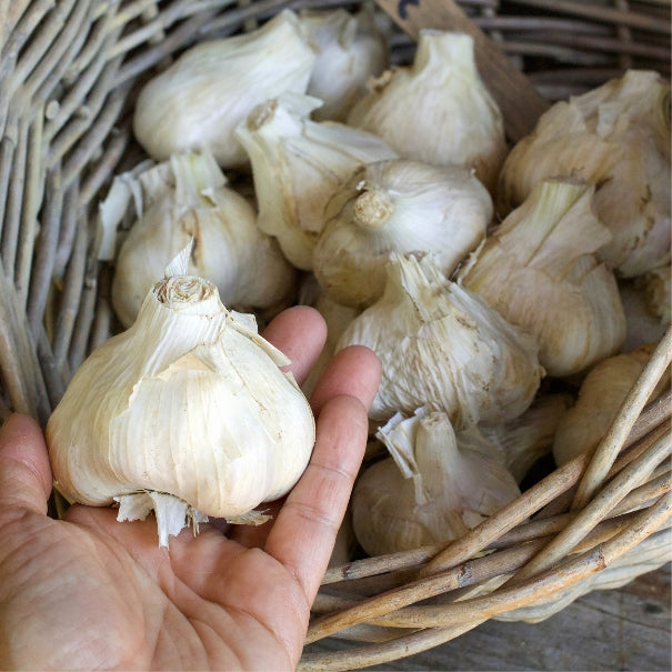 Seed Garlic - Italian Late