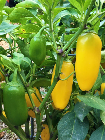 Rainbow Jalapeño Chiles - Spice Trio Organic