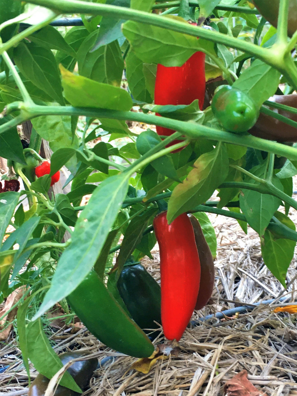 Rainbow Jalapeño Chiles - Spice Trio Organic