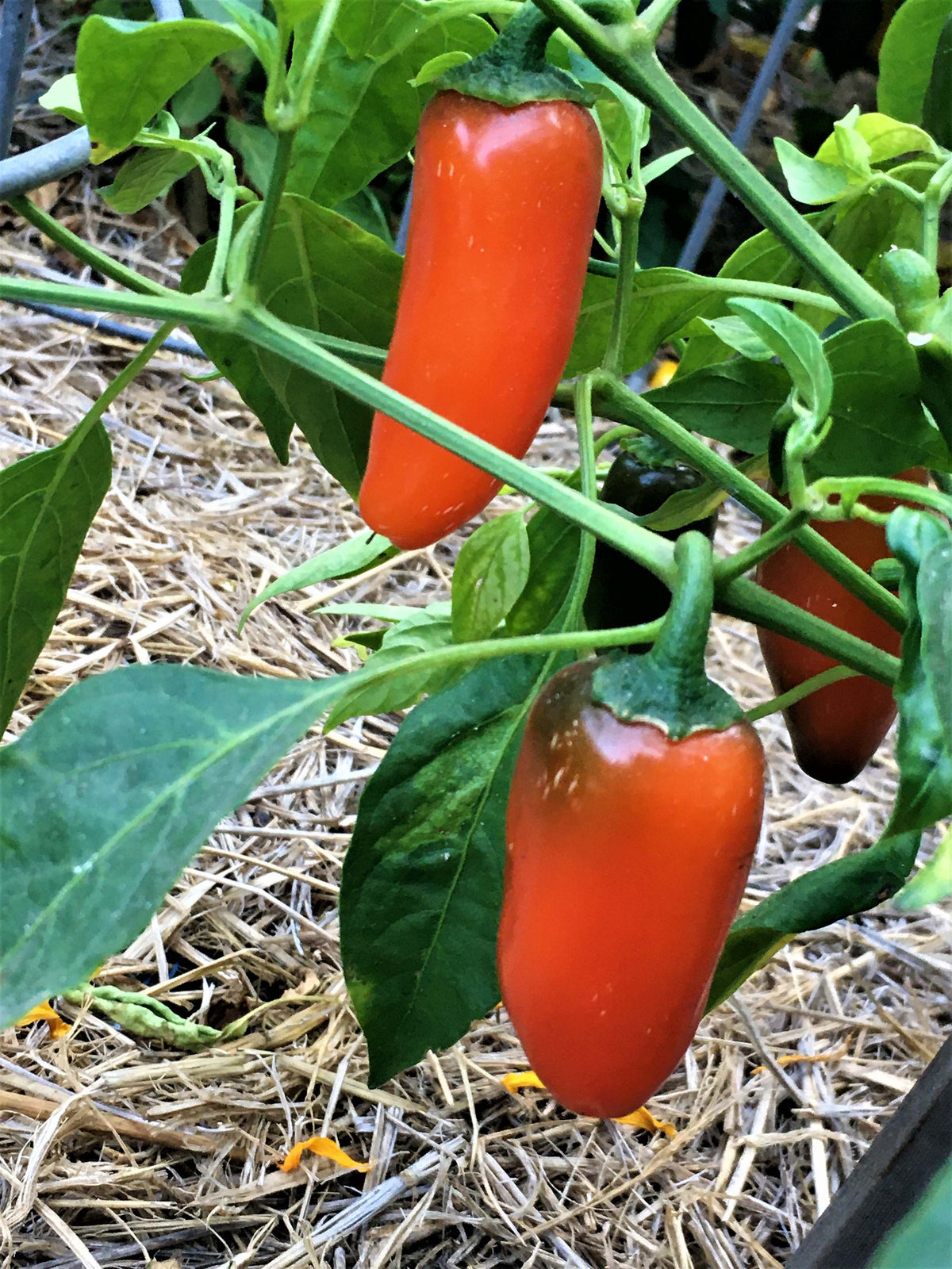 Rainbow Jalapeño Chiles - Spice Trio Organic