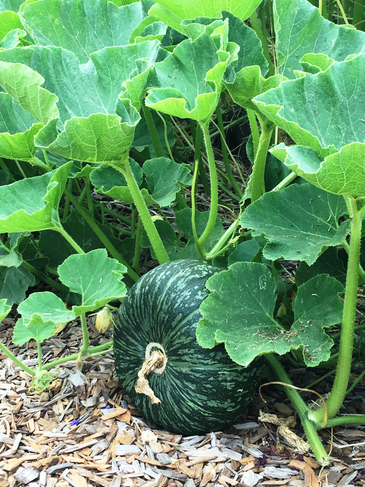 Kabocha Winter Squash - Kurin